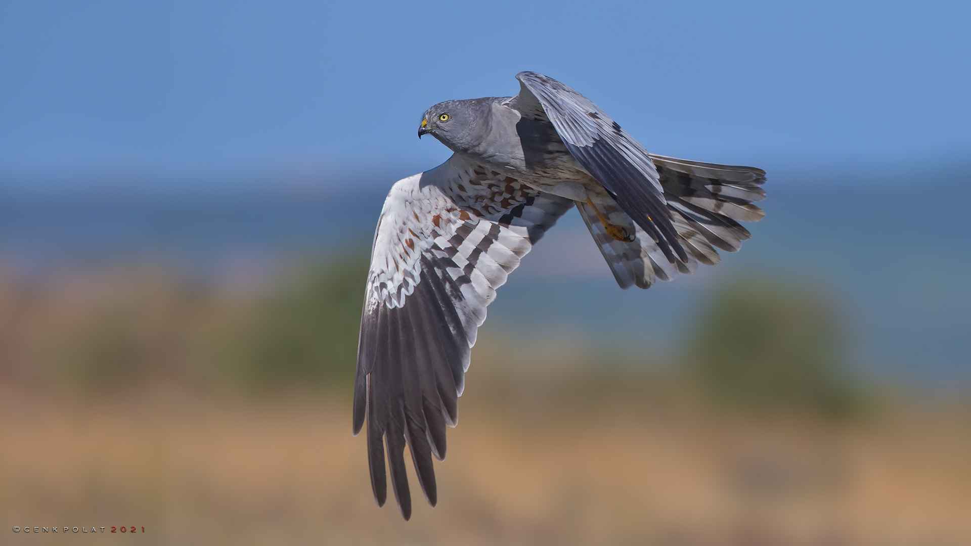 Montagu's Harrier